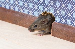 Mouse in mousehole in Atlanta