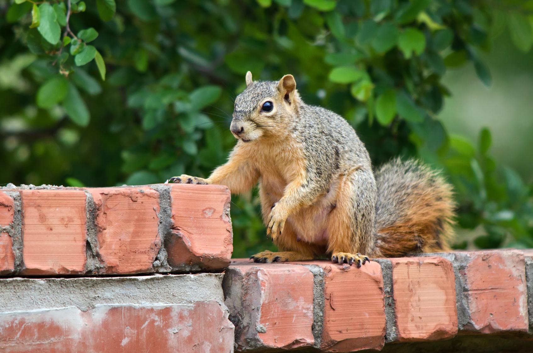 How to get rid of squirrels in the attic